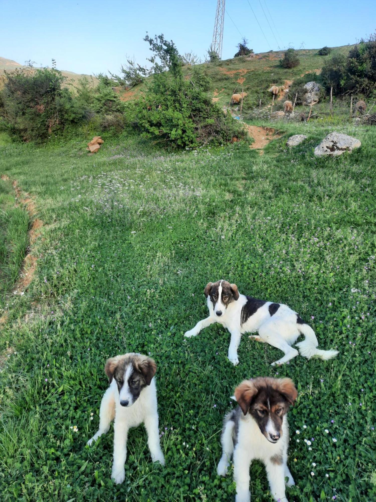 Vila Bujtina Lugina E Vjoses Përmet Exteriér fotografie